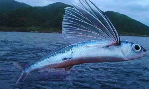 Loại cá 'bay' xa nhất thế giới, có thể bơi hoặc bay vù vù trên mặt biển, cao nhất tới 1000 mét