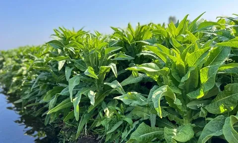 Loại rau nấu lên thơm nức, 1 nắm thôi đã có canxi cao gấp 3 lần canh xương