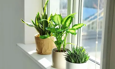 Những vị trí vàng để đặt cây xanh trong nhà: Vừa mát mắt, vừa chiêu tài cực mạnh