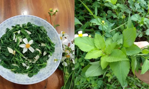 Từ cỏ dại ven đường đến đặc sản được săn lùng: Rau xuyến chi “lên ngôi” giữa thời sống xanh