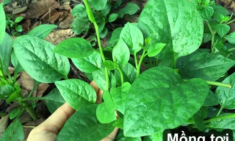 6 loại rau nhặt lá đừng ném bỏ cành, đem cắm xuống đất quanh năm được ăn rau sạch