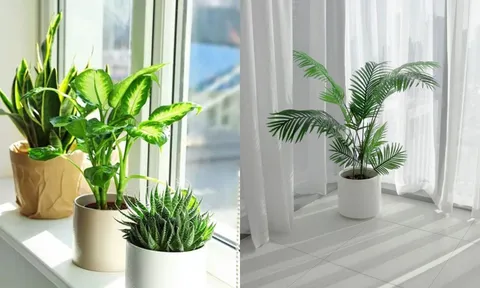 Cách đặt cây xanh trong nhà giúp chiêu tài hút lộc, tiền bạc không mời cũng đến