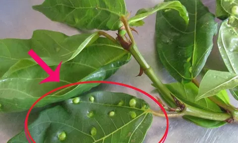 Nốt sần trên lá sung có ăn được không? Hóa ra 90% đang nhầm