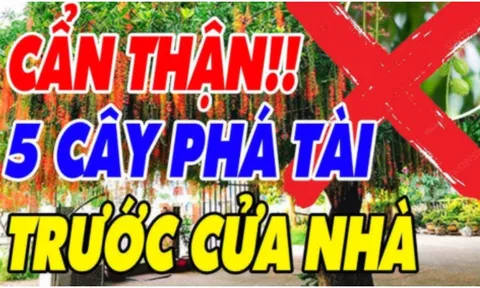 5 loại cây ác Chặn Cửa Thần Tài: Trồng trước nhà nào, nhà đó nghèo khổ, cây càng xanh người càng lao đao