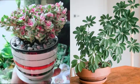 6 cây cảnh phong thủy mang tài lộc vào nhà, ai cũng nên trồng ít nhất một chậu để đổi vận