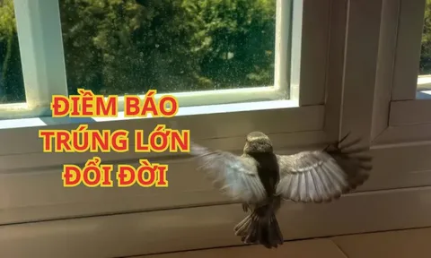 Tổ tiên linh ứng: 3 con chim vào nhà mang theo Tài Lộc, Sắp Trúng Số Đổi Đời, Giàu có bất ngờ