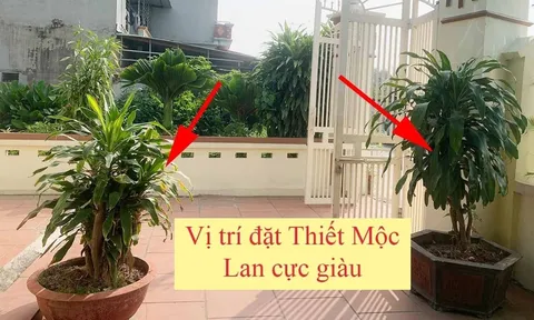 Trồng cây Thiết Mộc Lan trước cổng nhà có tốt không? 3 chỗ trồng Tiền tiêu thả cửa