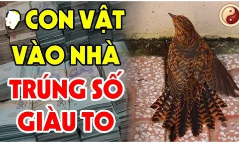 4 con vật vào nhà Đệ Tử Thần Tài: Trúng Số giàu to