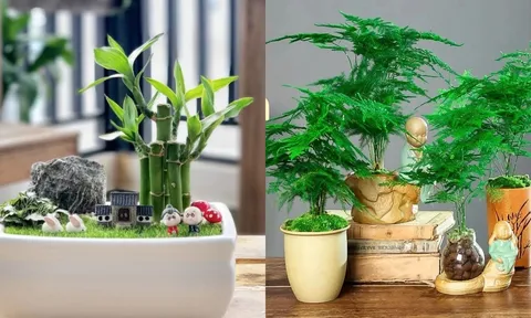 5 loại cây phong thủy cha mẹ nên đặt trong nhà giúp trẻ học giỏi, thi đâu đỗ đó