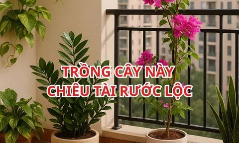 Đặt đúng 1 trong 5 loại cây này ở Ban Công, Vận May kéo đến không ngừng nghỉ, nhanh chóng Giàu sang