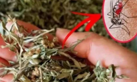 Đặt nắm lá này trong phòng, muỗi tự bay sạch – Không cần nhang, không cần vợt, cả nhà ngủ ngon suốt đêm!