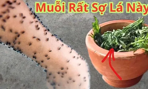 Không cần phun thuốc hay vượt muỗi: Bỏ nắm lá này vào phòng, muỗi sợ hãi bay xa, yên tâm ngủ ngon