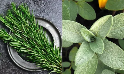 6 loại lá khử mùi cơ thể, người thơm ngát không cần dùng nước hoa