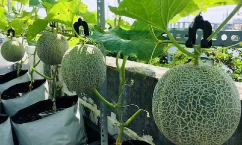 Cách trồng dưa lưới trong thùng xốp cho thu hoạch nhanh, nhiều quả