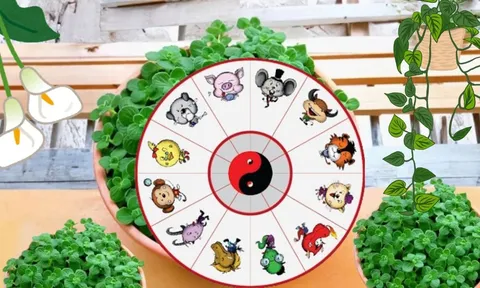 Chọn Cây cảnh Phong thủy cho 12 con giáp, Cây hợp Tuổi để Thu hút Tài Lộc, Gánh Vàng Hốt Bạc Giàu sang