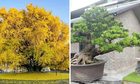 3 loại cây cảnh "giữ nhà" được giới nhà giàu ưa chuộng: 10 nhà trồng thì 9 nhà giàu sang