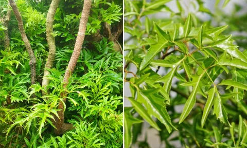 Cây Đinh Lăng hút tài lộc: Người thuộc 3 mệnh này trồng là hợp nhất, mang phú quý vào nhà