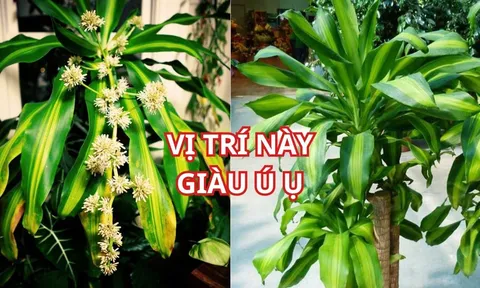 Trồng cây Thiết Mộc Lan thu hút tài lộc, chớ đặt linh tinh, nhớ vị trí này để rước vận may giàu có