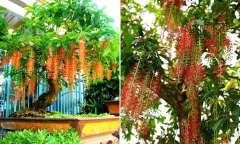 3 cây cảnh 'giữ lộc', nhà giàu hay trồng trong nhà, trồng càng lâu gia đình càng thịnh vượng