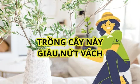 3 loại cây cảnh hợp cả 5 mệnh, dễ trồng dù nhà chật hay rộng, giàu hay nghèo đều trồng được