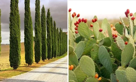 5 cây cảnh trồng trước nhà là sai lầm: Cây càng xanh tốt, tài lộc càng tiêu tan, gia đình sa sút