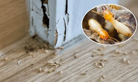 6 cách diệt mối bằng nguyên liệu tự nhiên, có sẵn tại nhà