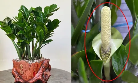 Cây kim tiền kỵ nhất người thuộc 2 mệnh này: Cố tình trồng là dễ nghèo bền vững, của cải trôi hết