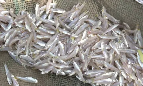 Đi chợ gặp 6 loại cá này mua ngay kẻo hết: Cá tự nhiên giá bình dân, bổ dưỡng như nhân sâm tổ yến