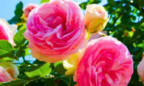 Hoa hồng sẽ nở rộ rực rỡ suốt mùa hè nếu bạn tưới lên đất một vật đơn giản vào tháng 6