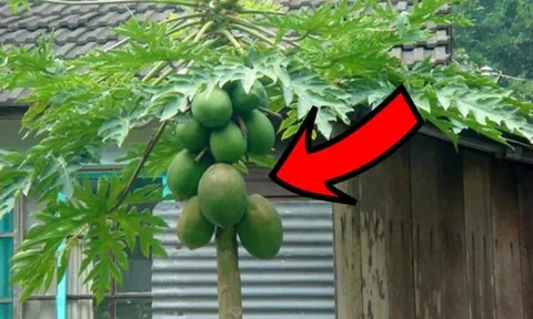 Trồng cây đu đủ trước cửa nhà có thu hút Tài Lộc về cho gia chủ không?