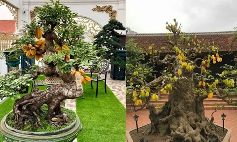 Trồng cây khế trong nhà: Thu Hút Giàu có, Phụ nữ ngày càng xinh, Gia đình ngày càng khỏe