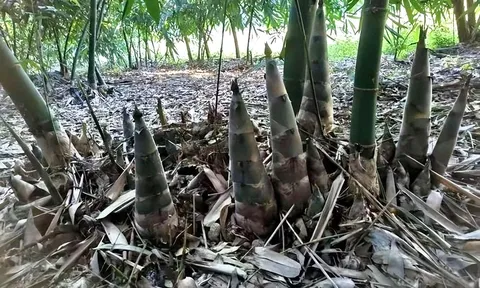 5 loại cây cảnh rất đẹp, nhưng "bất hảo", ngôi nhà bạn sẽ bị "ngập lụt" trong hoa lá cành của chúng