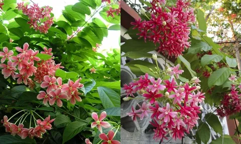Mùa hè trong nhà có giàn hoa Sử Quân Tử cần chú ý điều này tránh gây họa