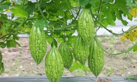 2 loại rau “thần dược” giúp người Nhật sống thọ, rẻ bèo chỉ 5.000 đồng bán đầy chợ Việt