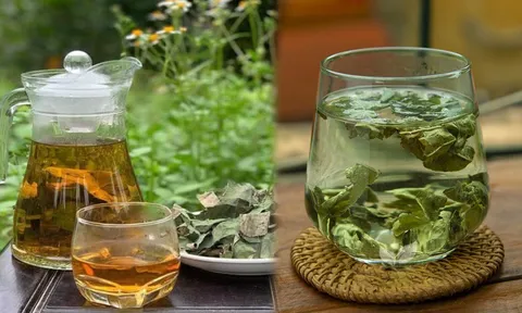 Lấy nắm lá này đun nước uống, mỗi ngày một cốc giúp giảm mỡ máu