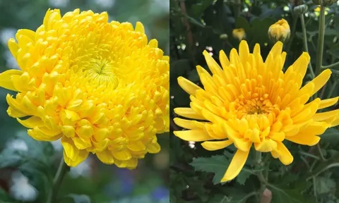 Vì sao người xưa hay thắp hương hoa cúc vàng? Ý nghĩa sâu xa không phải ai cũng biết