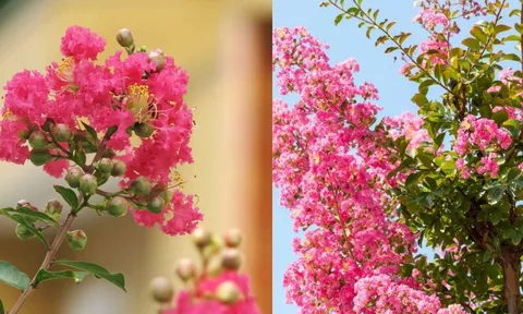 Vì sao nhà giàu xưa thích trồng cây Hoa Tường Vi trước nhà? Ý nghĩa bất ngờ của loài hoa này