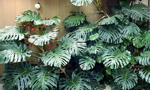 Cây trầu bà "khổng lồ" này, có thể leo đến 2 tầng, biến ngôi nhà trở thành "chốn thần tiên, khu rừng nhiệt đới"