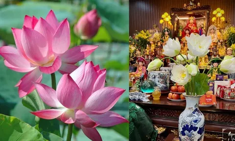 Thắp hương Hoa sen, chú ý 4 điều này tránh gây Sát khí, tổn hao Phúc Lộc, giữ trang nghiêm thờ cúng