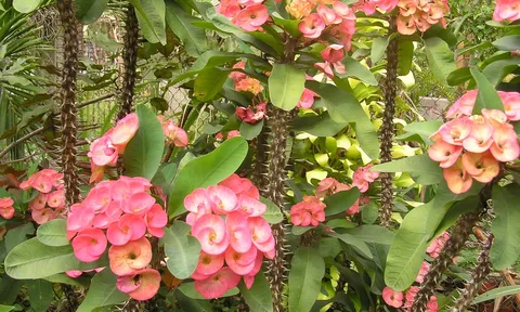Trong nhà đừng trồng 3 loại cây cảnh này, người khỏe mạnh, tài lộc sung túc