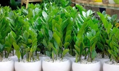 Làm mãi không giàu, gia đình lục đục? Hãy tránh ngay những điều kiêng kỵ trước cửa nhà