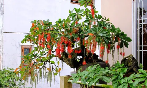 Loại cây trồng trước cửa hứng lộc, trồng sau nhà của cải sinh sôi, là những cây nào?