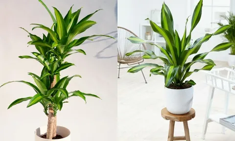 Cây Thiết Mộc Lan kỵ với người mệnh này, trồng trong nhà dễ hao tài tán lộc