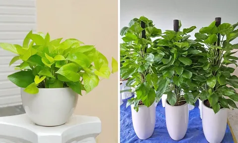 Có nên trồng cây trầu bà trong nhà?