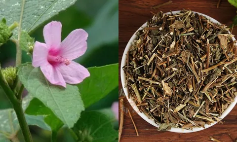 Ké hoa đào: Loài cây từng bị nhổ bỏ không thương tiếc, nay thành “vàng khô” giá 500.000 đồng/kg