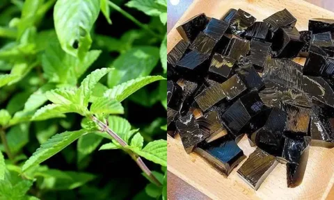 “Loại cỏ dại” bỗng thành đặc sản giải nhiệt mùa hè, giá 150.000 đồng/kg, trồng dễ lời cao khiến dân tình tranh nhau săn