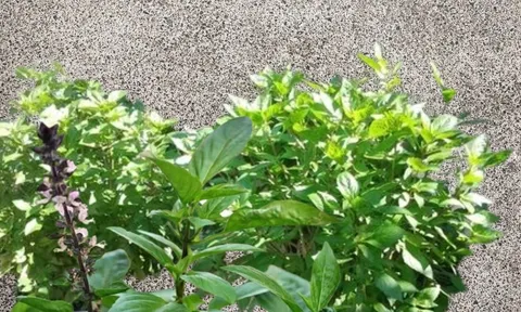 Loại rau quen thuộc "lên đời" thành Cây cảnh Phong Thủy, trồng 1 chậu nhỏ giúp tăng sức khỏe, Thu Tài hút lộc