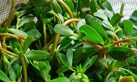 Rau sam: Rau dại rẻ tiền nhưng lợi ích tuyệt vời, thành đặc sản thời hiện đại, thấy nhớ mua ngay