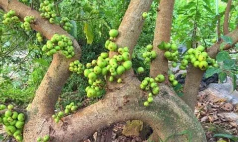 Trồng cây sung có ý nghĩa phong thủy gì? Vì sao người xưa trồng cây sung bên cạnh cây vạn tuế và lộc vừng?