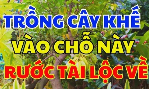 Vị trí trồng khế tốt nhất: Chỉ cần 1 cây ở vị trí này tiền vào như nước, sung túc trọn đời